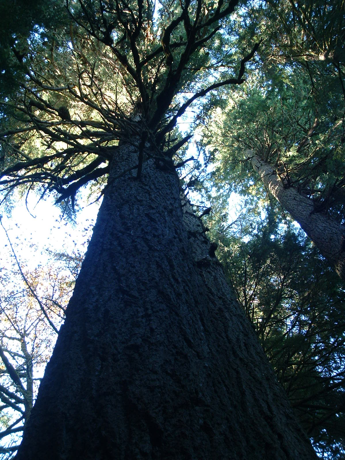 Alsea Falls Forests 012