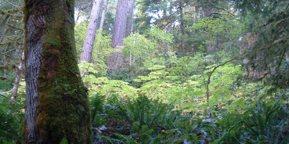 I-02_Alsea Falls Forests 034 I-02_Alsea Falls Forests 034