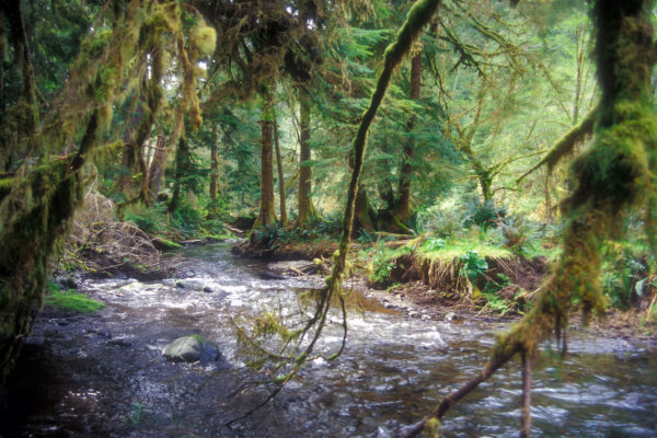 I-05_Brett-Cole-Oregon-00308 The wildlands of Cummns Creek Wilderness, a final reserve of wildness on the otherwise logged-over Oregon Coast